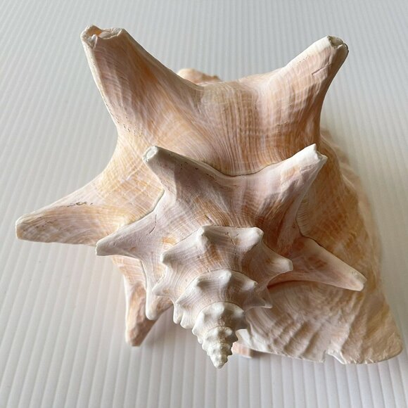 Queen Conch Sea Shell Large Natural Pink Seashell 9" No Harvest Hole Vintage - Picture 9 of 12